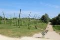 IMG 7971 YRI